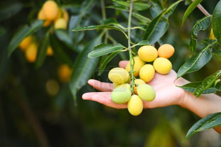 Foto de Ciruela mariana en ciruelo mariano en el huerto de frutas tropicales del jardín, Nombre en Tailandia Ciruela mariana amarilla dulce Maprang Plango o Mayong chid - Imagen libre de derechos