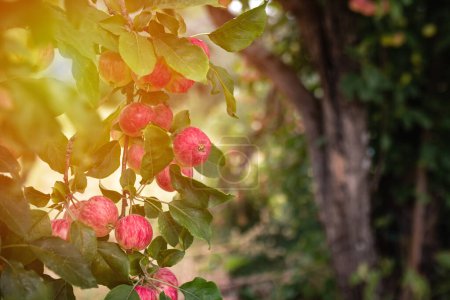 Foto de Big ripe red apples on branch of the apple tree in sunny summer day, Almaty aport, copy space. - Imagen libre de derechos