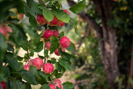 Ripe red apples on branch of the apple tree in garden summer day, copy space.