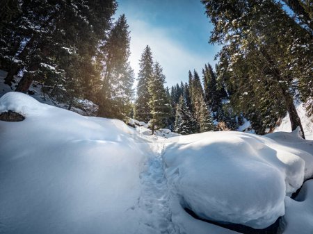 Sentier hivernal pittoresque à travers une incroyable forêt enneigée dans les montagnes. Kazakhstan nature.