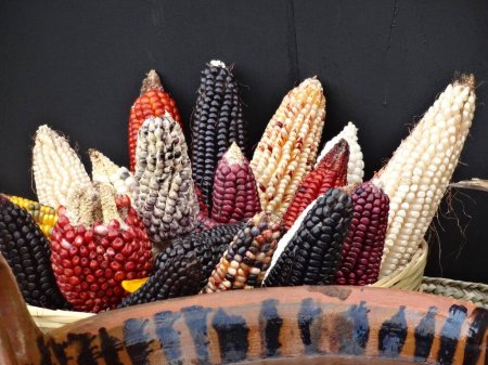 mexican Corn crop in different colors in mexico
