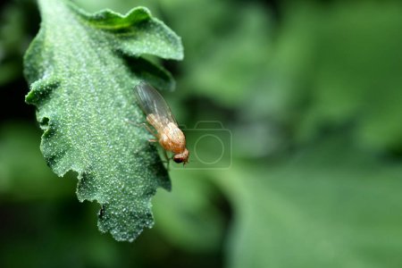 Photo for Yellow fly, macro photography, sits on a green leaf of a plant. - Royalty Free Image