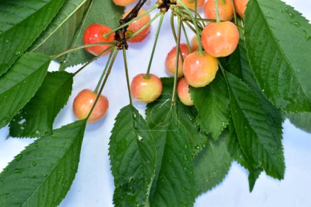 Photo for Ripe cherries on a branch with green leaves. - Royalty Free Image