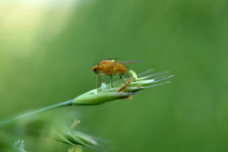Photo for The picture shows a yellow fruit fly resting on a stalk of grass. - Royalty Free Image