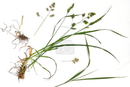 Téléchargez les photos : La photo montre une prairie d'herbe vivace, une plante fourragère précieuse. - en image libre de droit