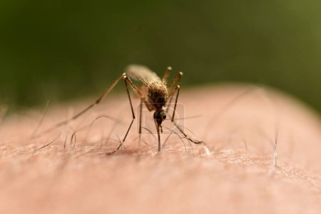 Foto de Primer plano de un mosquito bebiendo sangre de la mano de un hombre con su proboscis. - Imagen libre de derechos