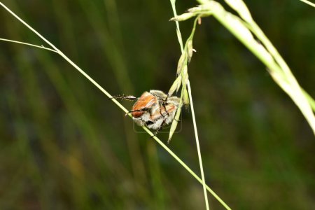 Téléchargez les photos : Les ravageurs des épis de grain, kuzka scarabées, se reproduisent sur la tige de la plante. - en image libre de droit