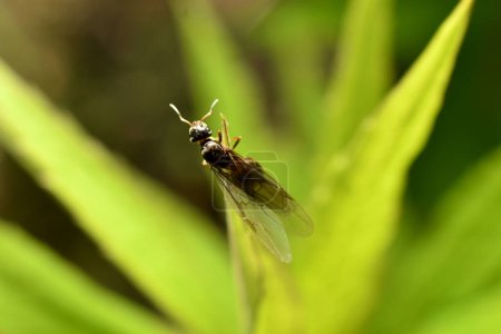 Téléchargez les photos : Une grande fourmi femelle de couleur foncée avec des ailes rampant le long d'une tige d'herbe. - en image libre de droit