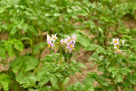 Plantation of growing potatoes, the tops of which are covered with flowers.