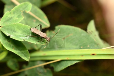 Téléchargez les photos : Un insecte brun appelé alidides repose sur une grande feuille verte. - en image libre de droit