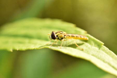 Téléchargez les photos : Un hoverfly, Syrphus ribesii, assis sur une feuille verte, journée ensoleillée au printemps, photo de haute qualité - en image libre de droit