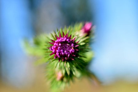 Photo for Close-up of a pink thistle flower with thorns on a blurred blue background. - Royalty Free Image
