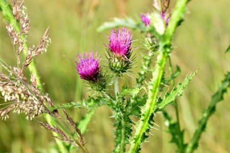 Close-up of pink thistle flowers growing on stems with spines on a blurred green background.