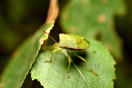 Téléchargez les photos : Un insecte puant vert est assis sur une feuille verte. - en image libre de droit
