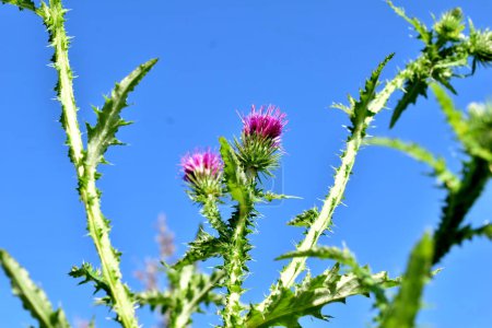 Photo for Spiny stems and pink thistle flowers under a blue sky. - Royalty Free Image