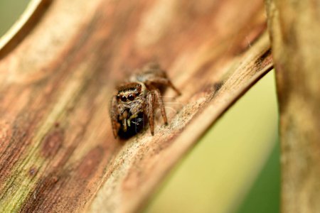 Photo for Marpissa jumping spider sits on a dry leaf of a flower. - Royalty Free Image