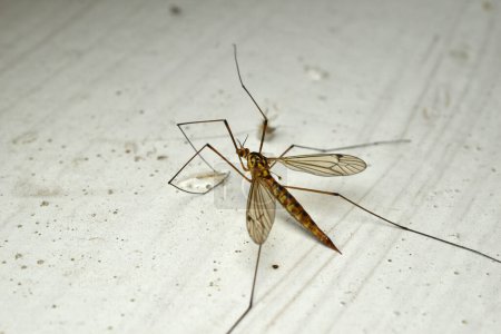 Photo for A large mosquito stands on a shiny metal bench. High quality photo - Royalty Free Image