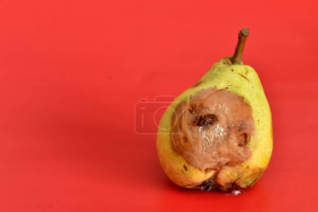 Photo for Rotten yellow pear isolated on pink background. - Royalty Free Image
