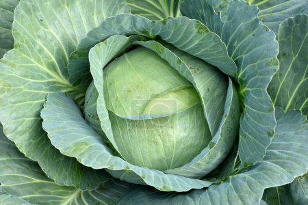 Close-up, top view, cabbage with wide leaves.