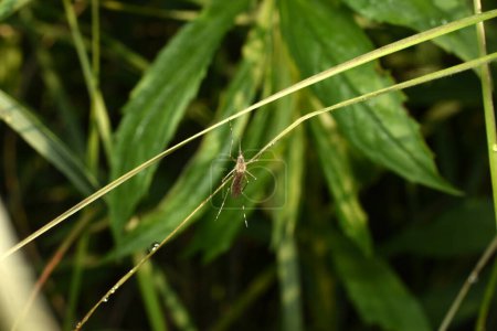 Téléchargez les photos : Photo d'un moustique assis sur l'herbe pour se reposer. - en image libre de droit