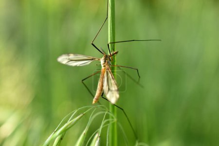 Photo for Close up of a snark, Tipuloidea, with long legs and wings, against a green background in nature. High quality photo - Royalty Free Image