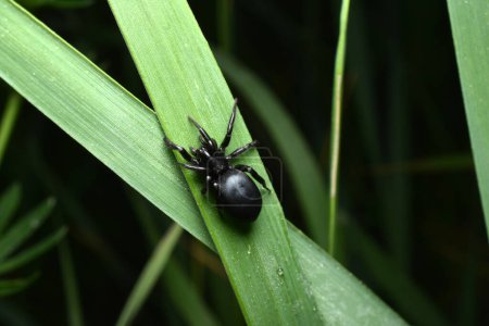 Téléchargez les photos : Gnaphosidae callilepis araignée macro gros plan sur gris. Photo de haute qualité - en image libre de droit