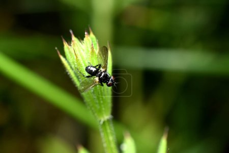 Téléchargez les photos : Une Phania noire, un genre de mouches de la famille des Tachinidae, est assise sur une tige d'herbe.. - en image libre de droit
