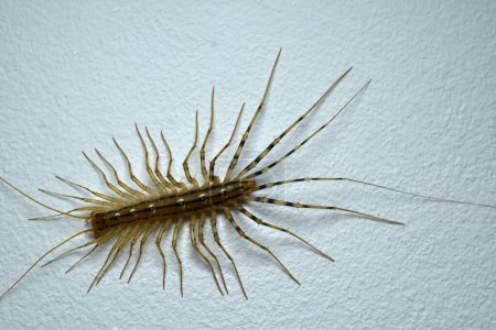 Photo for Scutigera coleoptrata insect, house centipede, on white background. High quality photo - Royalty Free Image