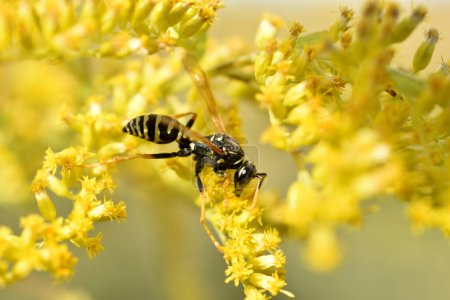 Téléchargez les photos : Une guêpe noire à rayures jaunes appelée Paper Wasp est assise sur une fleur jaune. - en image libre de droit