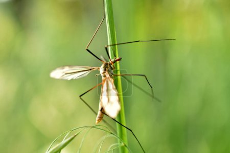 Photo for A mosquito with long legs called Tipula vernalis sits on the leaves of a plant. - Royalty Free Image
