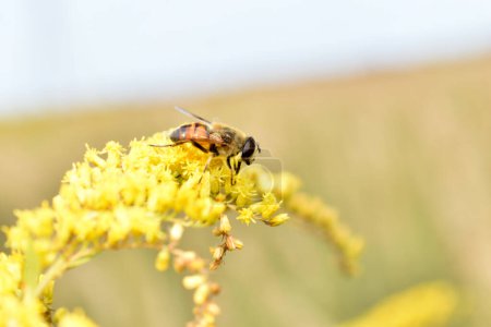 Photo for Apidae sociales collects pollen from a yellow flower. - Royalty Free Image