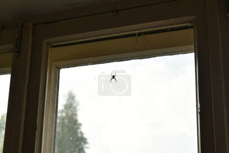 Photo for Silhouette of a spider, against the background of a gray sky, which hangs on a web from a window frame. - Royalty Free Image