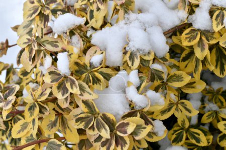 The leaves of the evergreen hedge Euonymus Fortune were covered with cold snow.