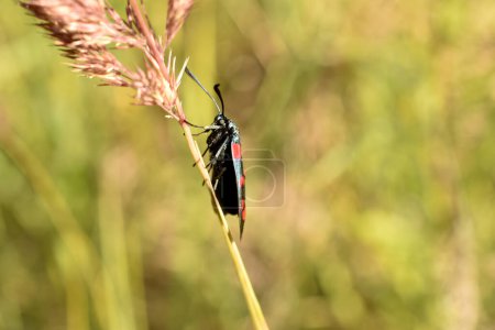 Foto de Una mariposa negra con manchas rojas en sus alas, vista lateral, se sienta en la hierba. - Imagen libre de derechos