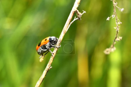 Photo for A leaf beetle called clitoris, red in color with black spots on its back, is captured at the moment of laying eggs on a grass stem. - Royalty Free Image