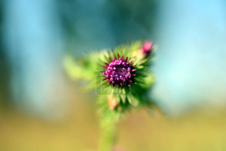Photo for A pink flower bloomed on the thorny thistle stems. - Royalty Free Image
