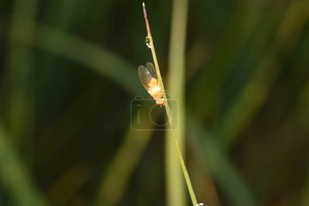 Photo for A yellow fruit fly sits on a grass stem. - Royalty Free Image