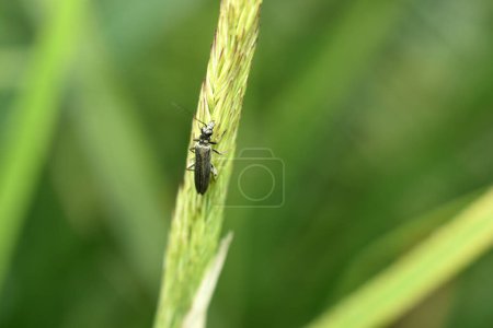 Photo for A beetle with long antennae called the green beetle rests on a plant leaf. - Royalty Free Image