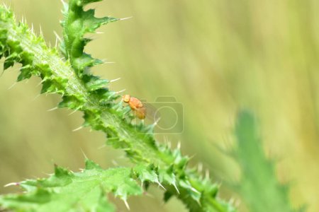 Photo for A yellow fruit fly sits on the thorny stems of thistles. - Royalty Free Image