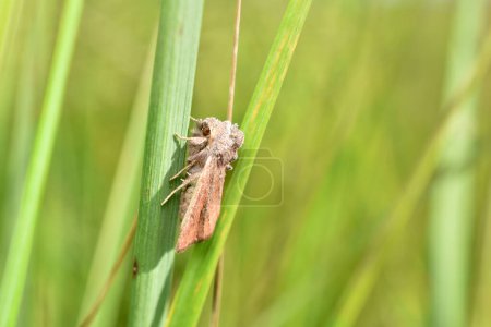 A light brown moth called the striped armyworm sits on the grass.