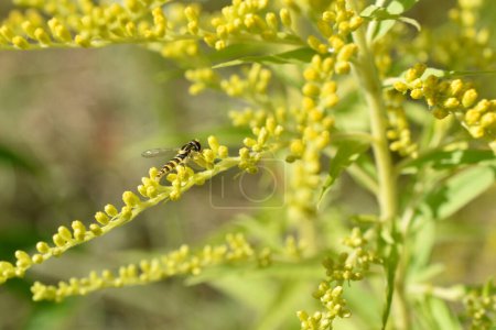 Photo for A hoverfly with a yellow striped abdomen lands on yellow flowers of field grass. - Royalty Free Image