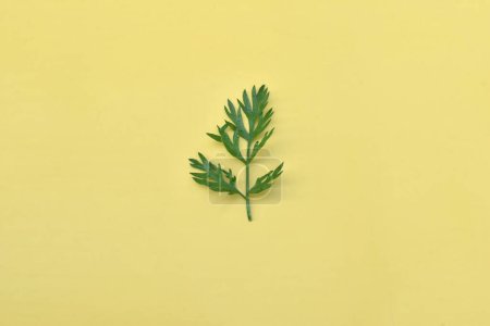 A green leaf of wormwood lies on a yellow background.