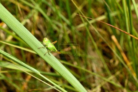 A green grasshopper sits on the grass, he is ready to jump. Side view of a grasshopper.