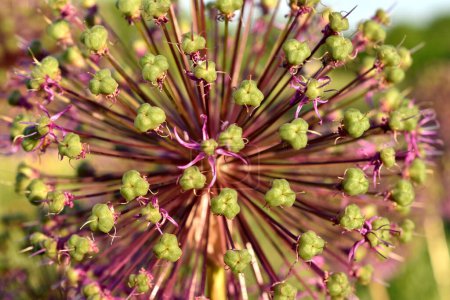 Close-up of a flower, in the form of a ball, an ornamental onion called Allium Purple Sensation.