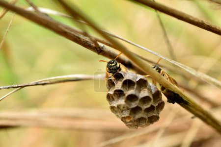 The honeycombs of a wasp nest that hang on the grass are guarded by wasps.