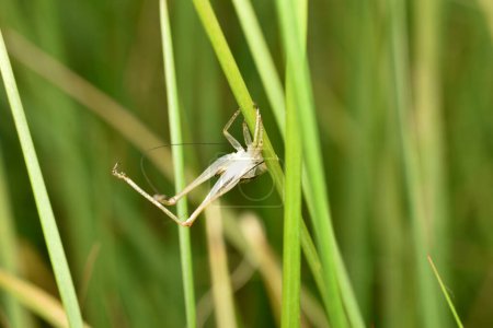 After molting, the old shed skin of the grasshopper remained hanging on the grass stem.