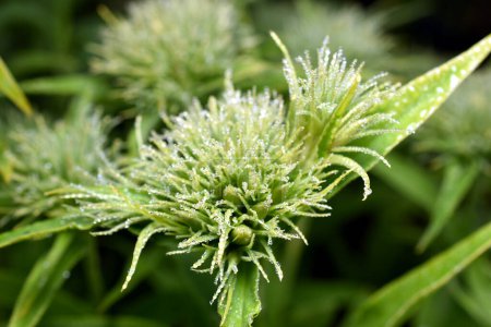 La fleur verte originale, Dianthus barbatus, avec un bourgeon sphérique pousse dans le jardin d'été pendant la journée. 