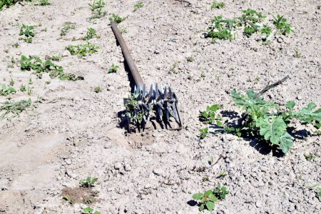 A mechanical tool makes the farmers work easier when he removes weeds from the beds.