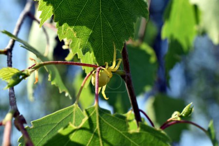 A yellow flower spider hid among the leaves on a tree branch and is waiting for its victim.