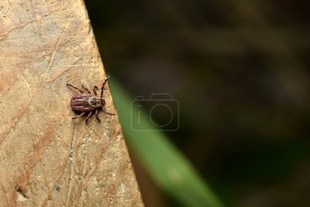 Photo for A blood-sucking, infection-carrying tick sits on a board waiting for a victim. - Royalty Free Image